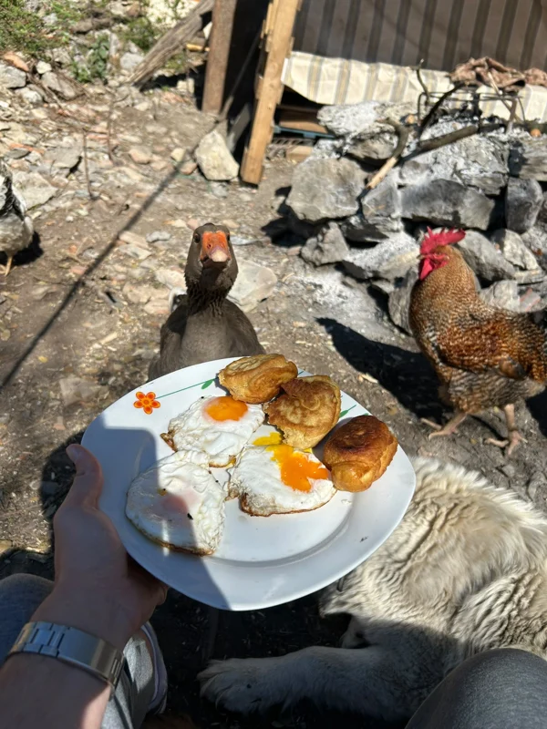 Productos del campo y gallinas en una finca
